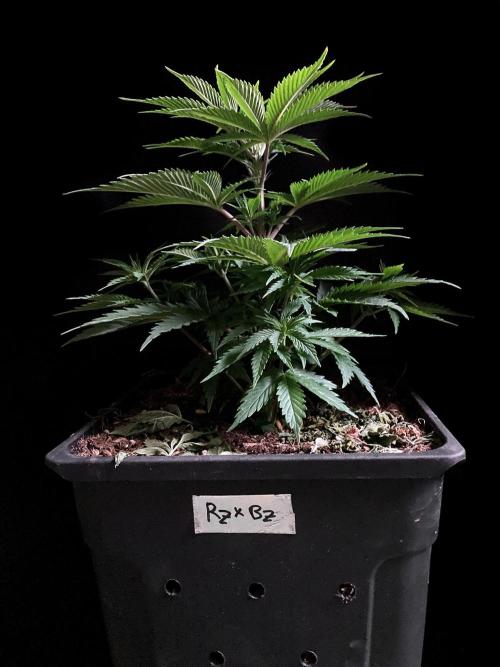 3M 👩 Runtz x Brazil. Week 7