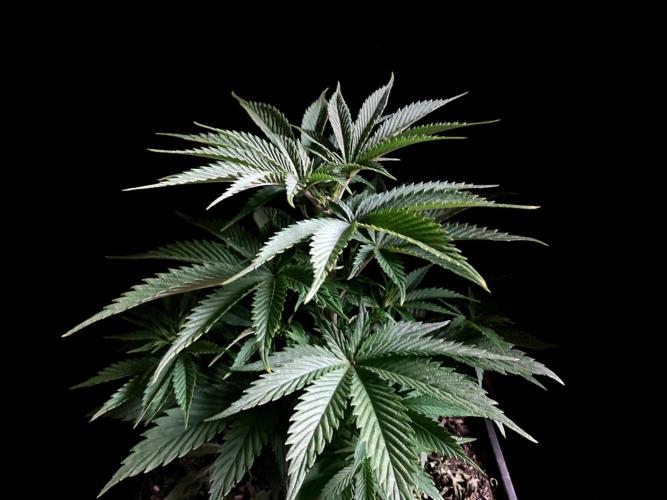 3M 👩 Runtz x Brazil. Week 7