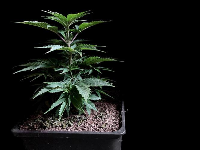 3M 👩 Runtz x Brazil. Week 7