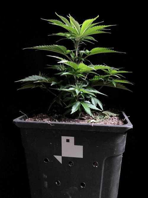 3M 👩 Runtz x Brazil. Week 7