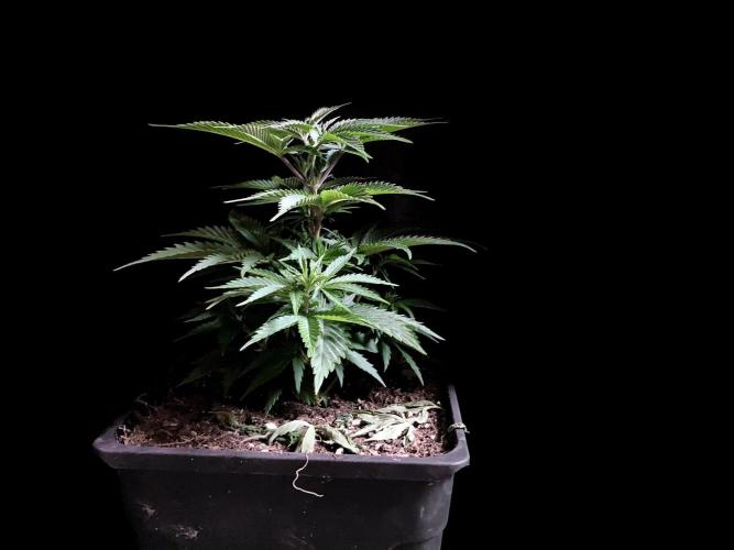 3M 👩 Runtz x Brazil. Week 7