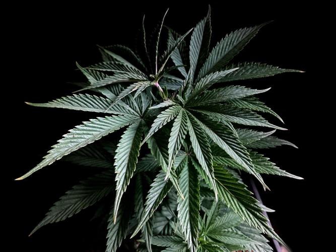 3M 👩 Runtz x Brazil. Week 7