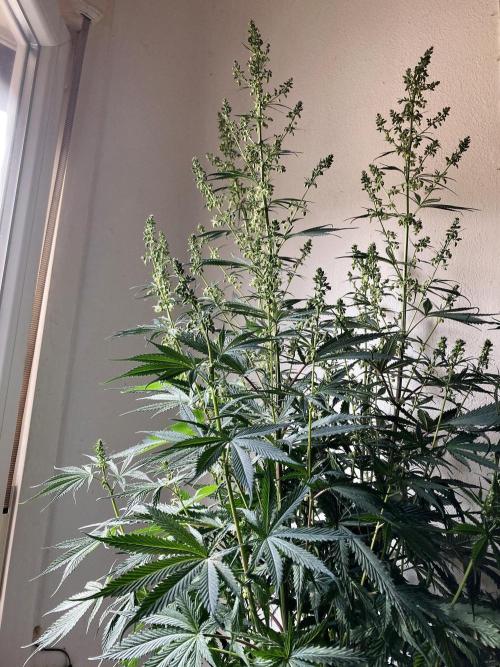 3M 👩 Runtz x Brazil. Week 7 - Dad
