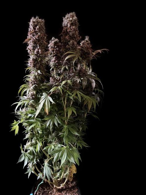 3M 👩 Runtz x Brazil. Week 7 - Mom Runtz