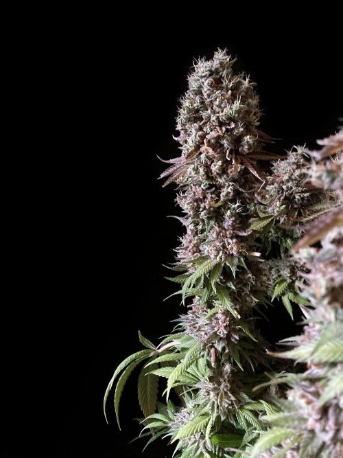 3M 👩 Runtz x Brazil. Week 7 - Mom Runtz