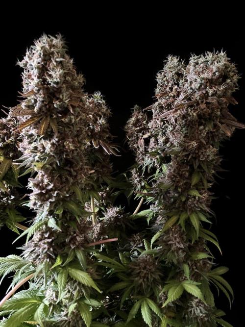 3M 👩 Runtz x Brazil. Week 7 - Mom Runtz