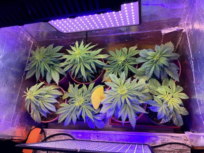 3M 👩 Runtz x Brazil. Week 7 - The old house