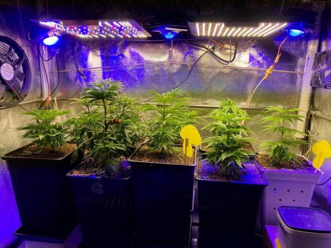 3M 👩 Runtz x Brazil. Week 7 - The new home