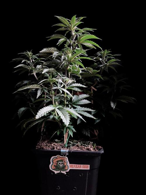 3M 🌮 Mexican Rush. Week 7