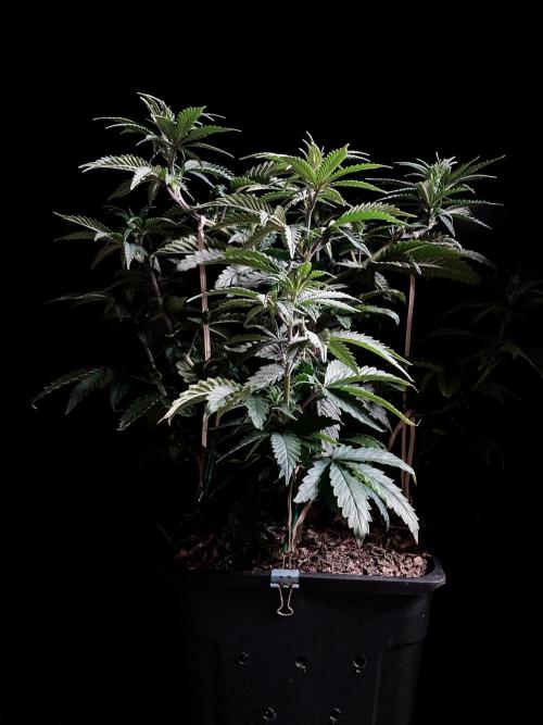 3M 🌮 Mexican Rush. Week 7