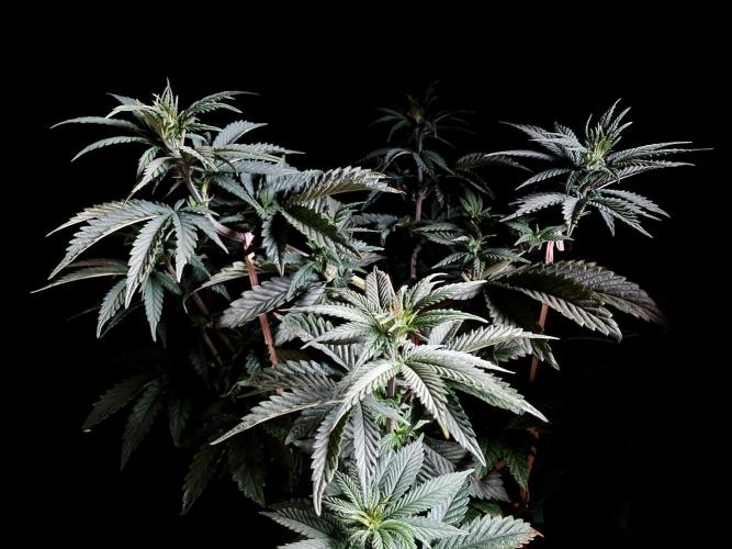 3M 🌮 Mexican Rush. Week 7