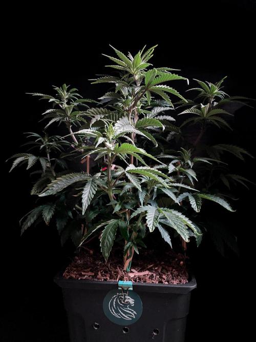 3M 🌮 Mexican Rush. Week 7