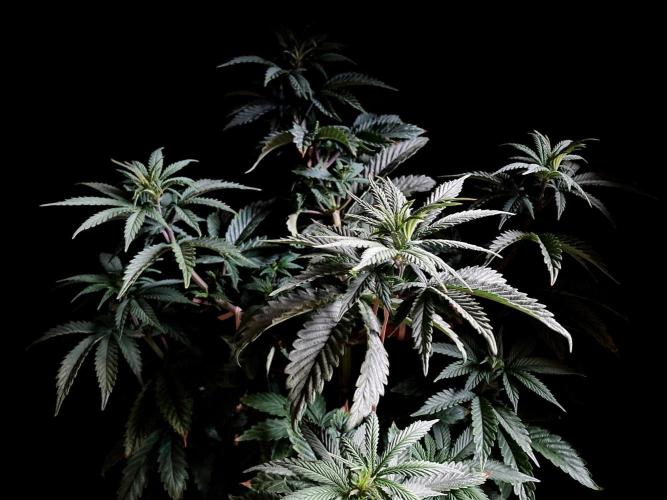 3M 🌮 Mexican Rush. Week 7