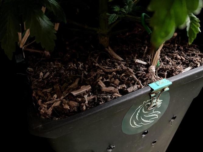 3M 🌮 Mexican Rush. Week 7 - Sacred mulch