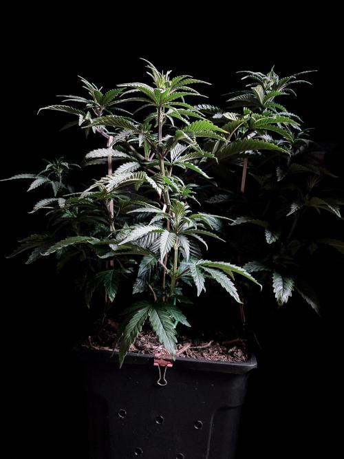 3M 🌮 Mexican Rush. Week 7