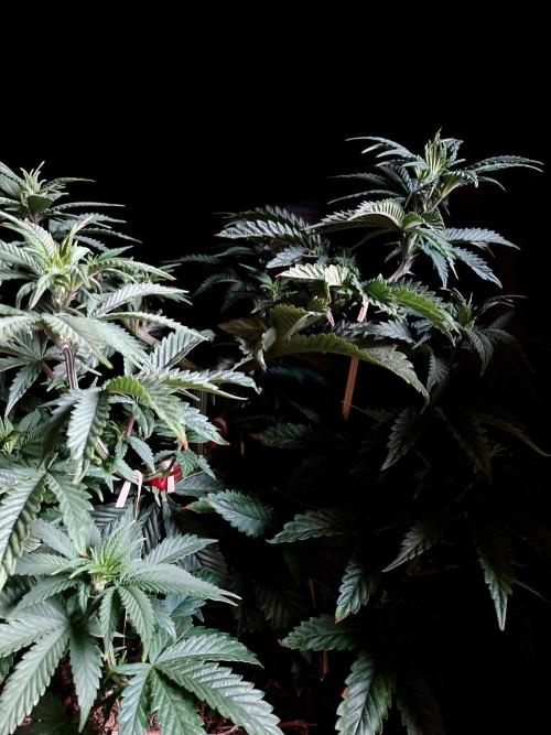 3M 🌮 Mexican Rush. Week 7