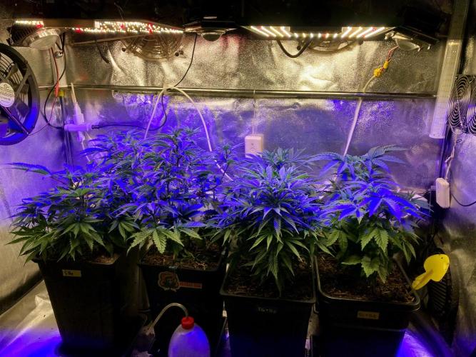 3M 🌮 Mexican Rush. Week 7