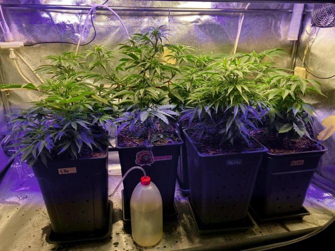 Mexican Rush. Week 7