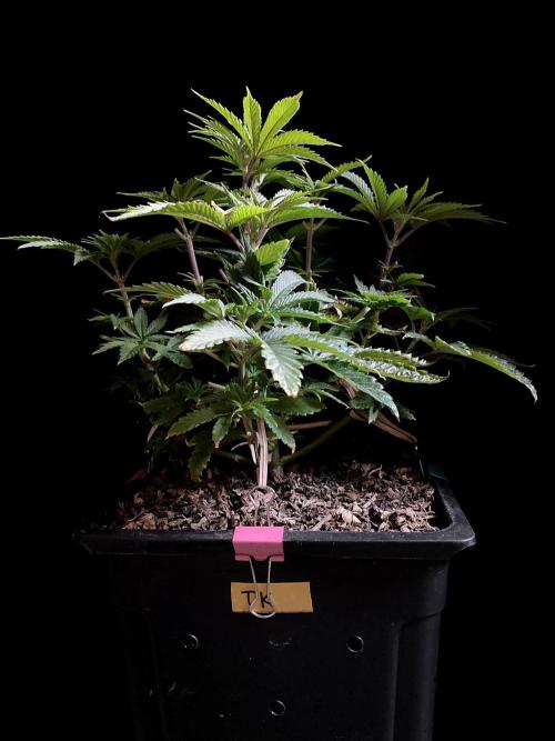 3M 🔺 Tutankhamon. Week 6