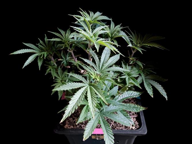 3M 🔺 Tutankhamon. Week 6