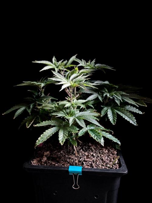 3M 🔺 Tutankhamon. Week 6