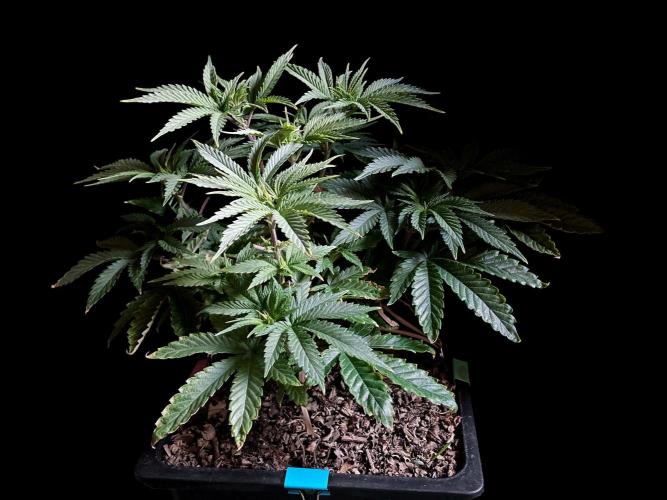 3M 🔺 Tutankhamon. Week 6