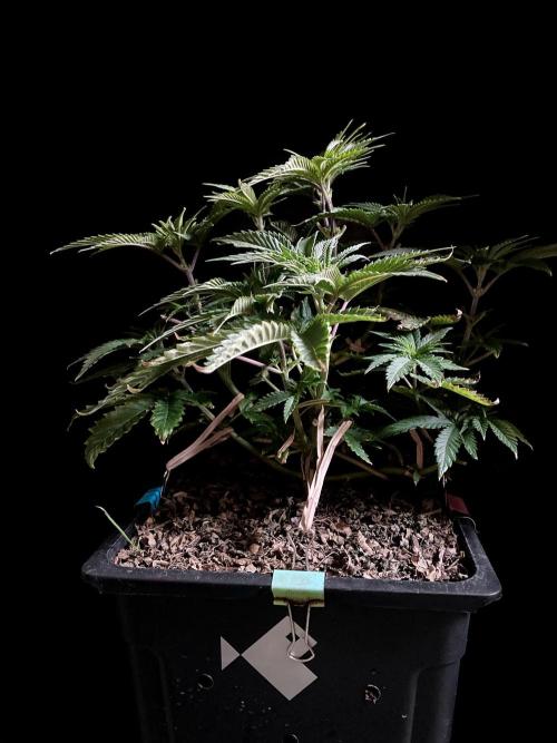 3M 🔺 Tutankhamon. Week 6