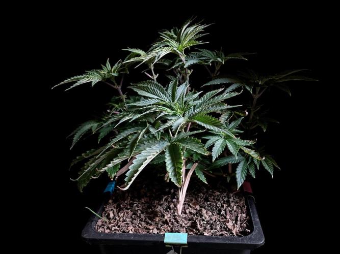 3M 🔺 Tutankhamon. Week 6