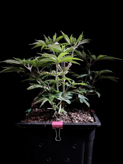 3M 🔺 Tutankhamon. Week 6