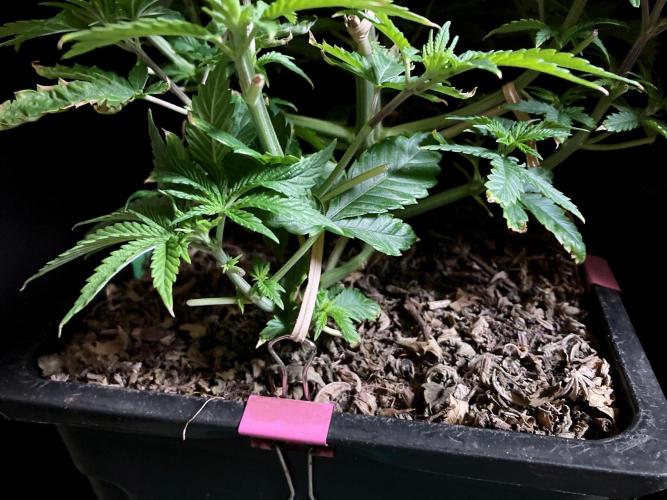 3M 🔺 Tutankhamon. Week 6