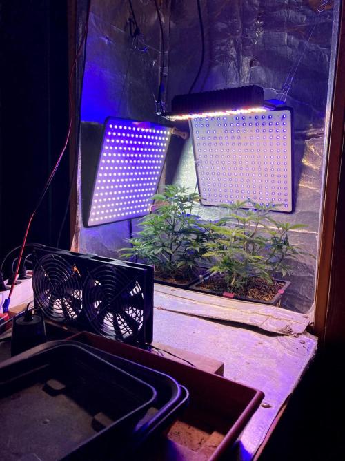 3M 🔺 Tutankhamon. Week 6