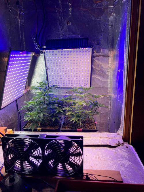 3M 🔺 Tutankhamon. Week 6