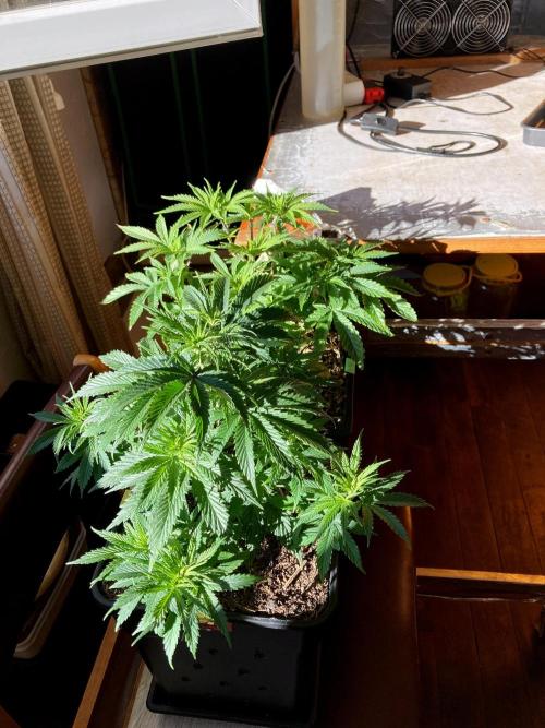 3M 🔺 Tutankhamon. Week 6