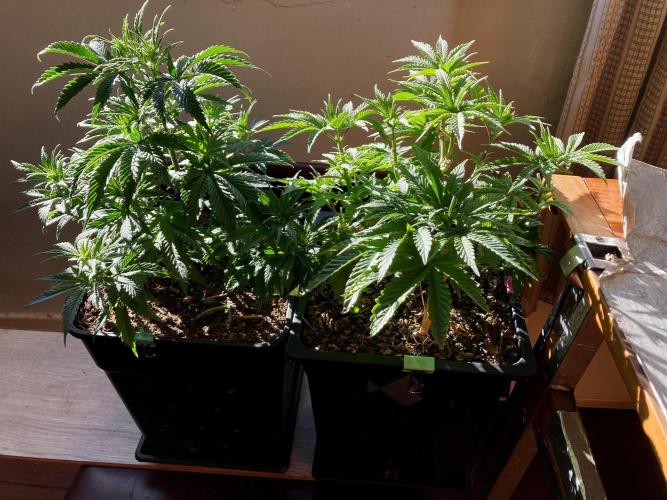 3M 🔺 Tutankhamon. Week 6