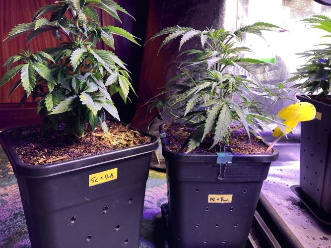 3M 🍁 NL x Thai. Week 5