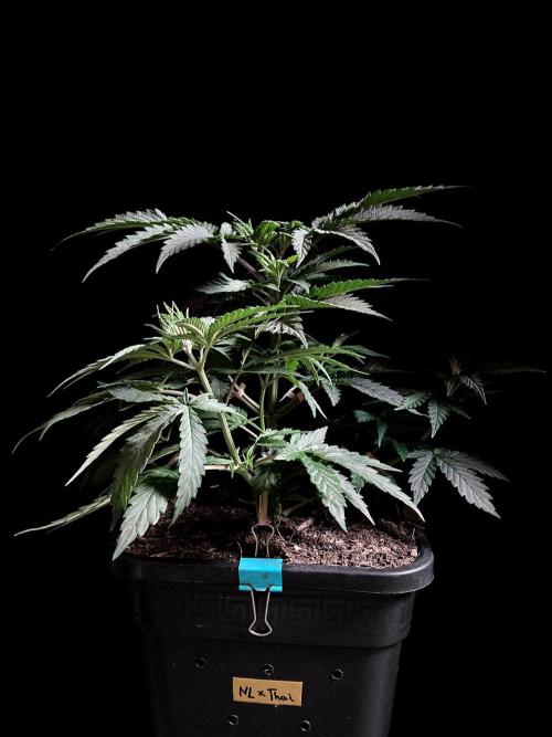 3M 🍁 NL x Thai. Week 5