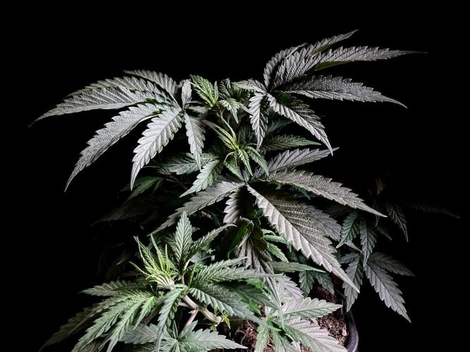 3M 🍁 NL x Thai. Week 5