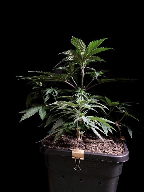 3M 🍁 NL x Thai. Week 5