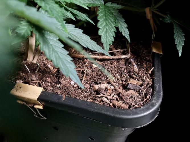 3M 🍁 NL x Thai. Week 5 - Sacred Much