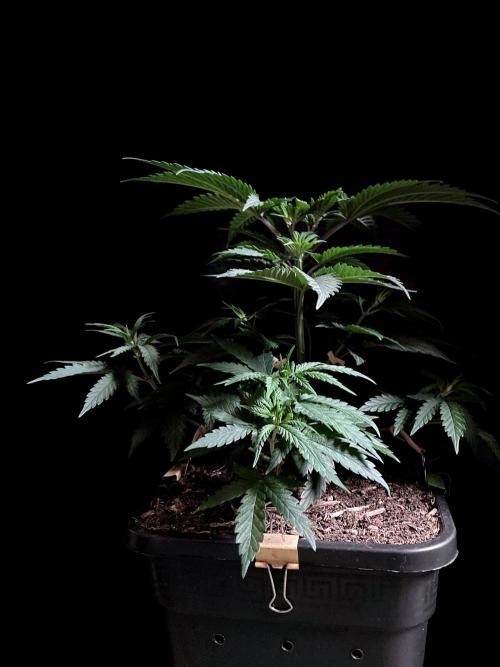 3M 🍁 NL x Thai. Week 5