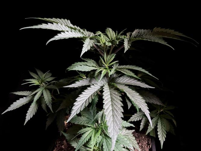 3M 🍁 NL x Thai. Week 5