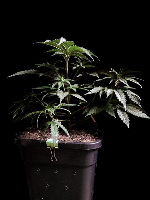 3M 🍁 NL x Thai. Week 5