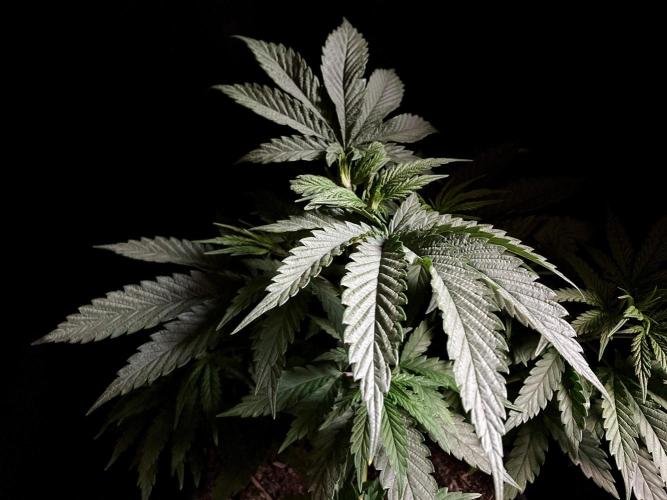 3M 🍁 NL x Thai. Week 5