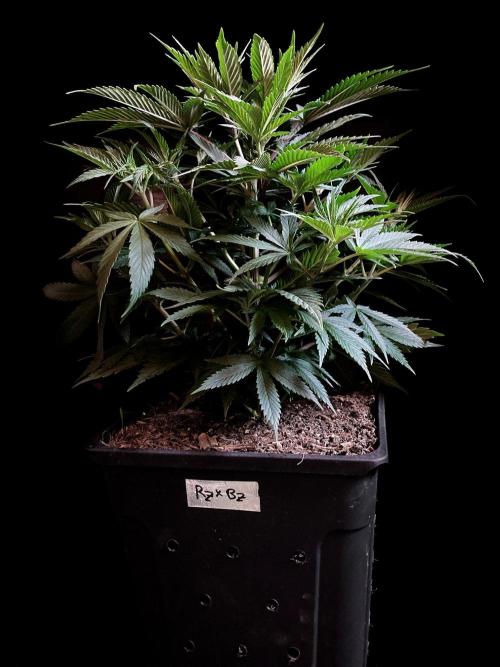 3M 👩 Runtz x Brazil. Week 8