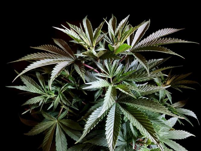 3M 👩 Runtz x Brazil. Week 8