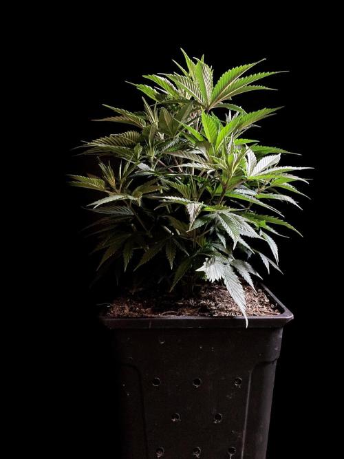 3M 👩 Runtz x Brazil. Week 8