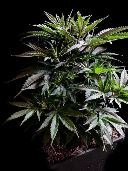 3M 👩 Runtz x Brazil. Week 8