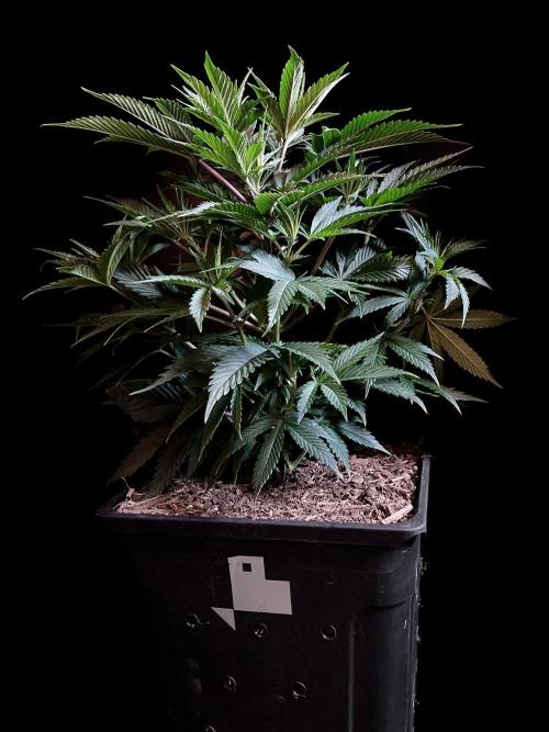 3M 👩 Runtz x Brazil. Week 8