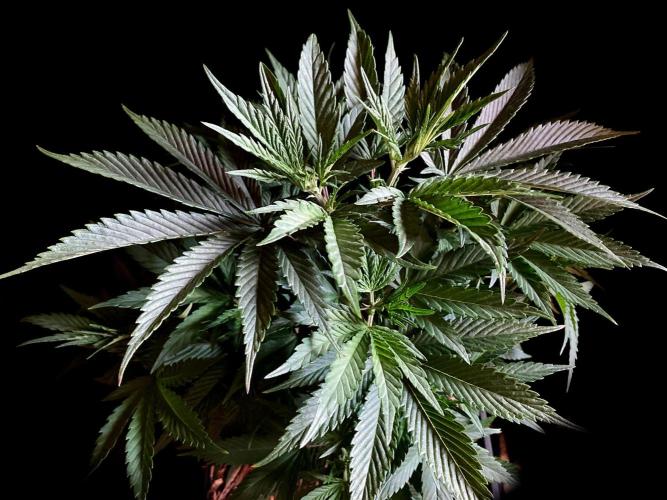 3M 👩 Runtz x Brazil. Week 8