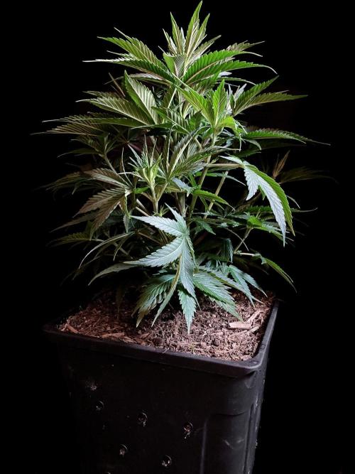 3M 👩 Runtz x Brazil. Week 8